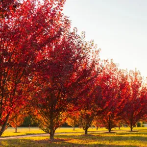 Autumn Blaze® Red Maple Tree