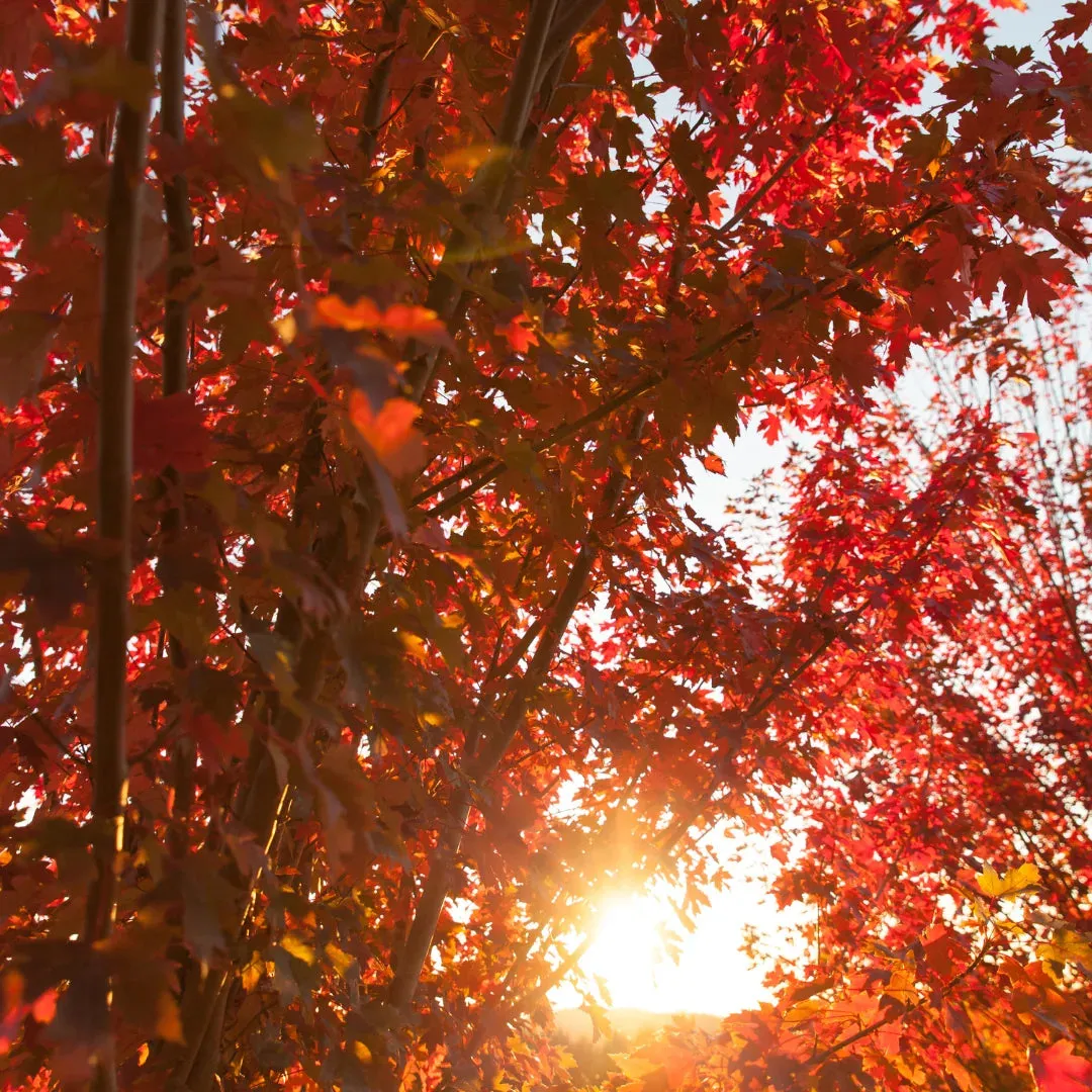 Autumn Blaze® Red Maple Tree