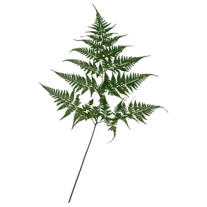 Davallia Greenery