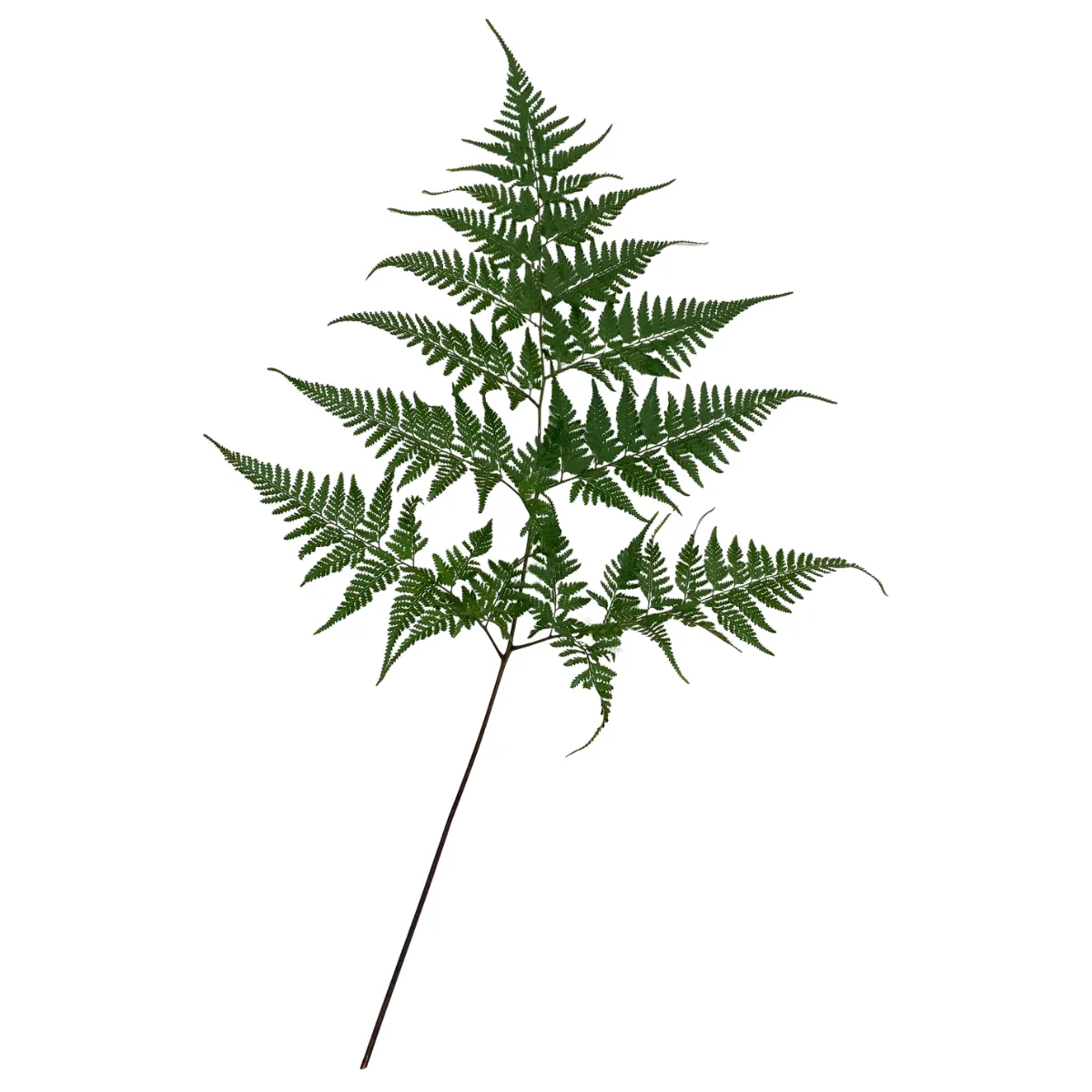Davallia Greenery