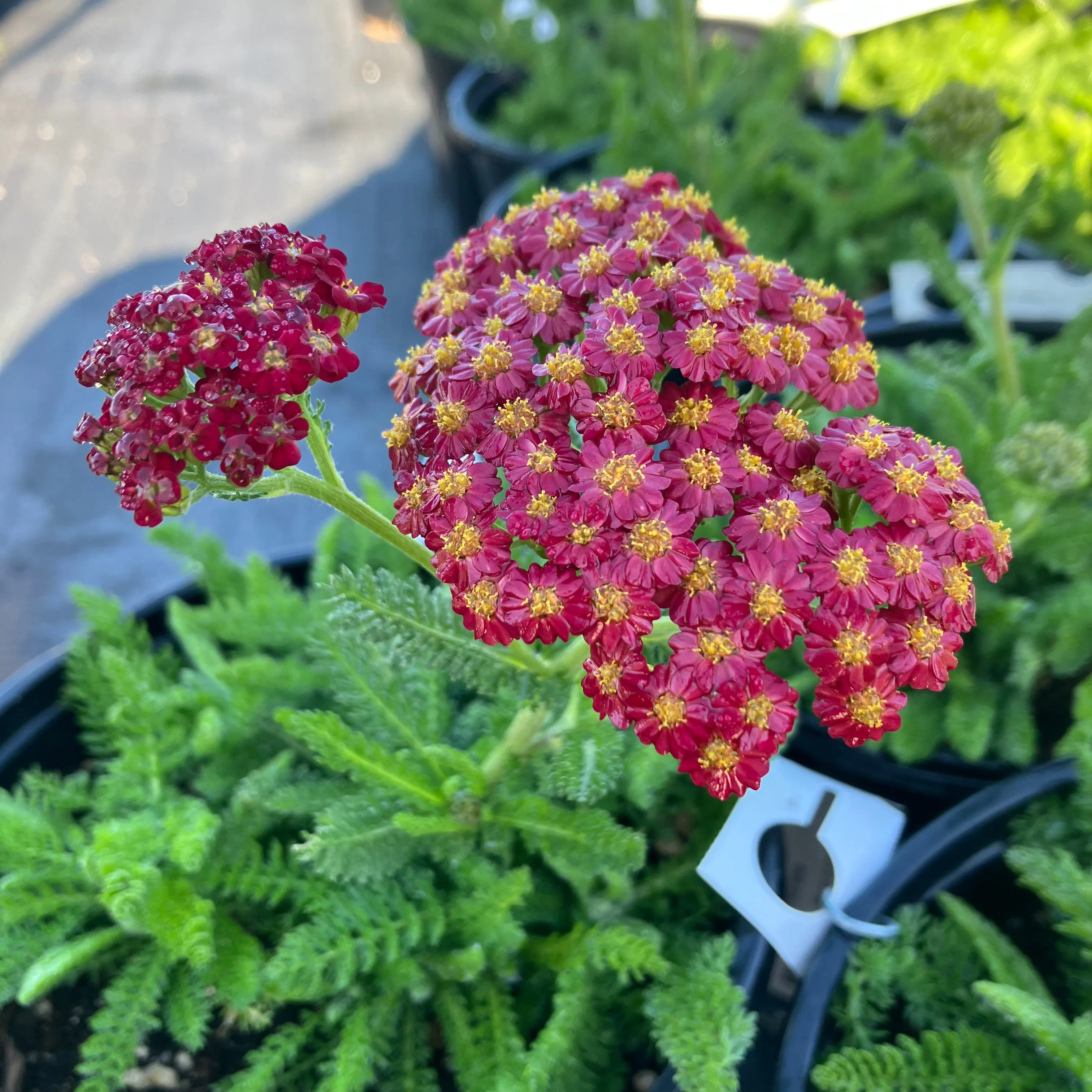 Desert Eve™ Red Improved Yarrow