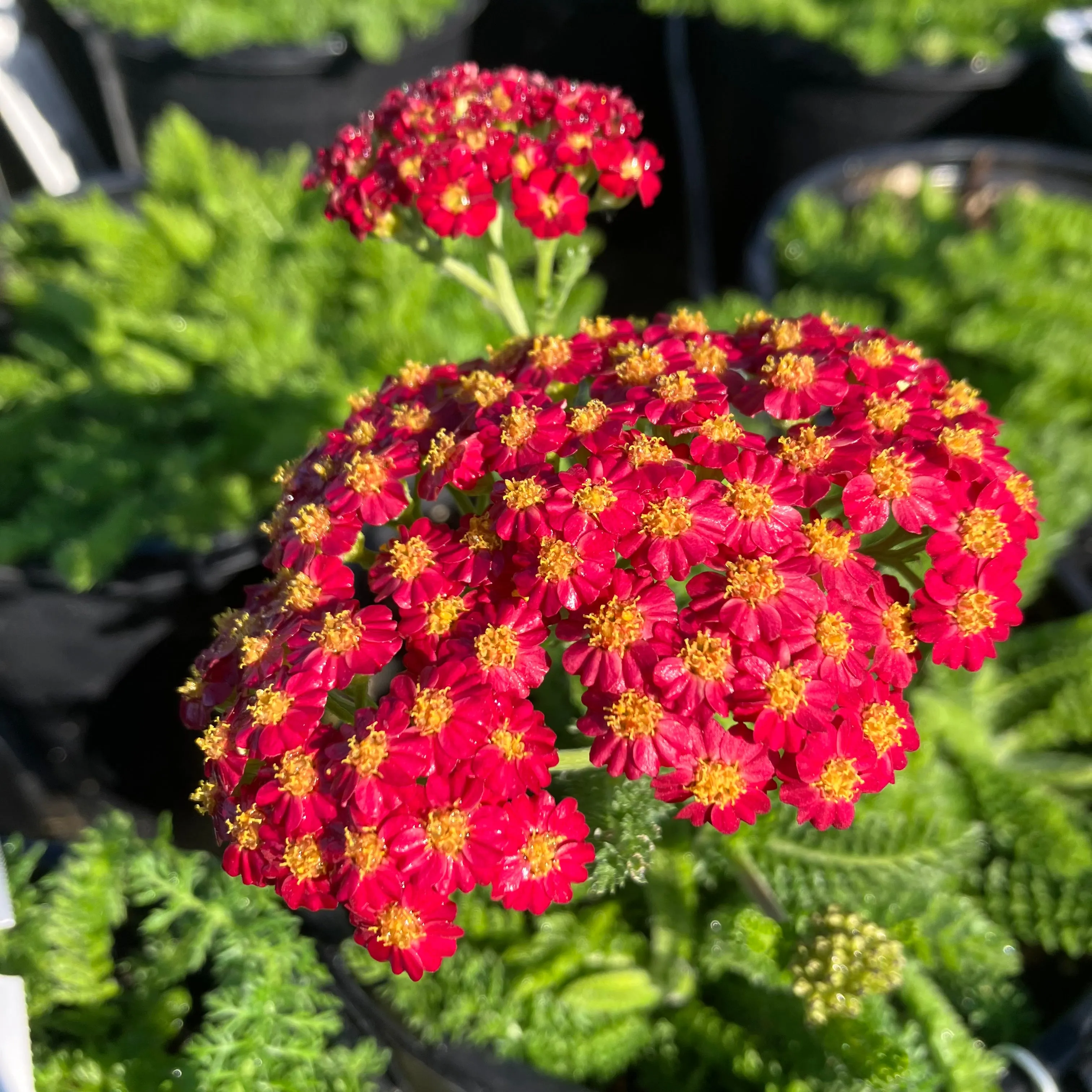 Desert Eve™ Red Improved Yarrow