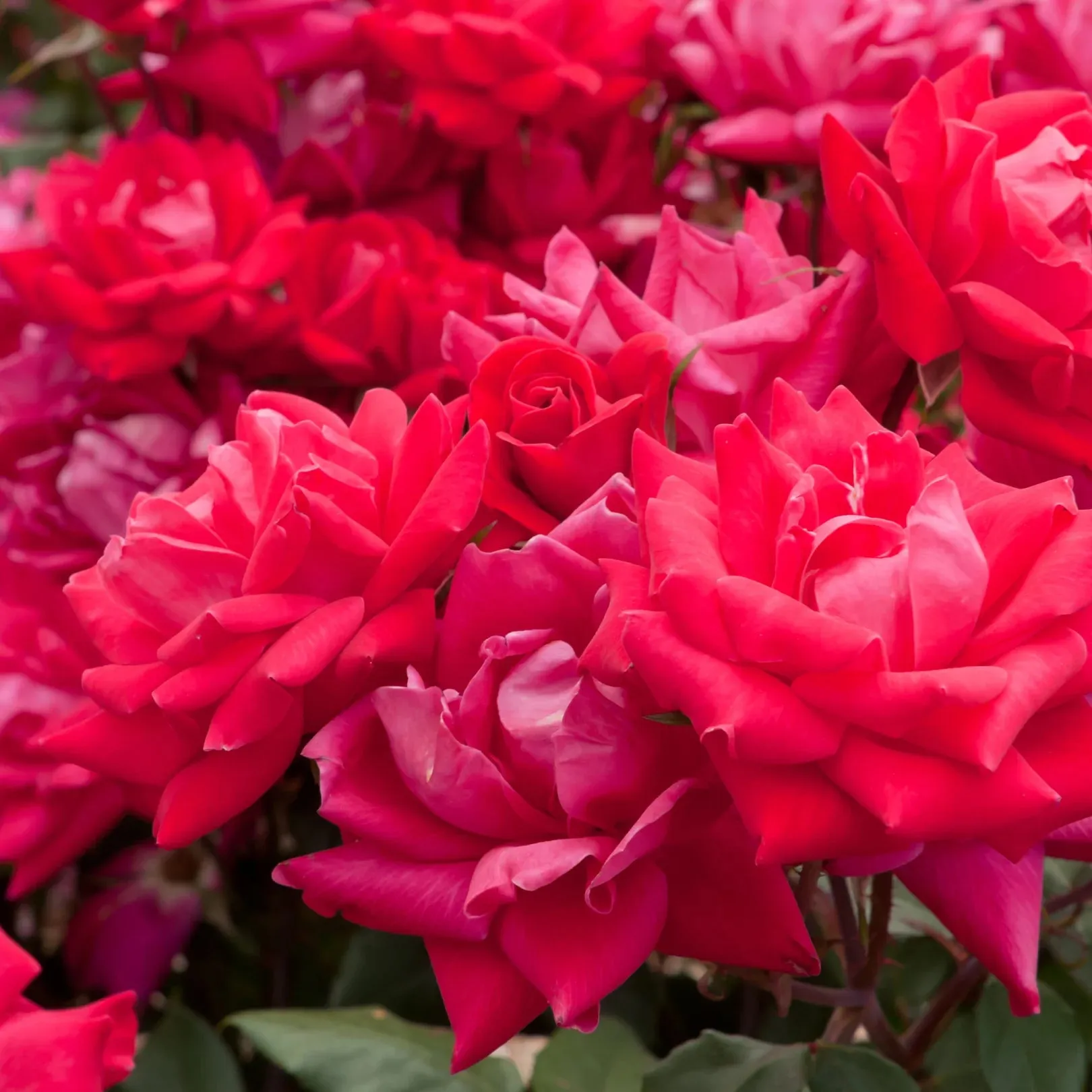 Double Knock Out® Rose Bush