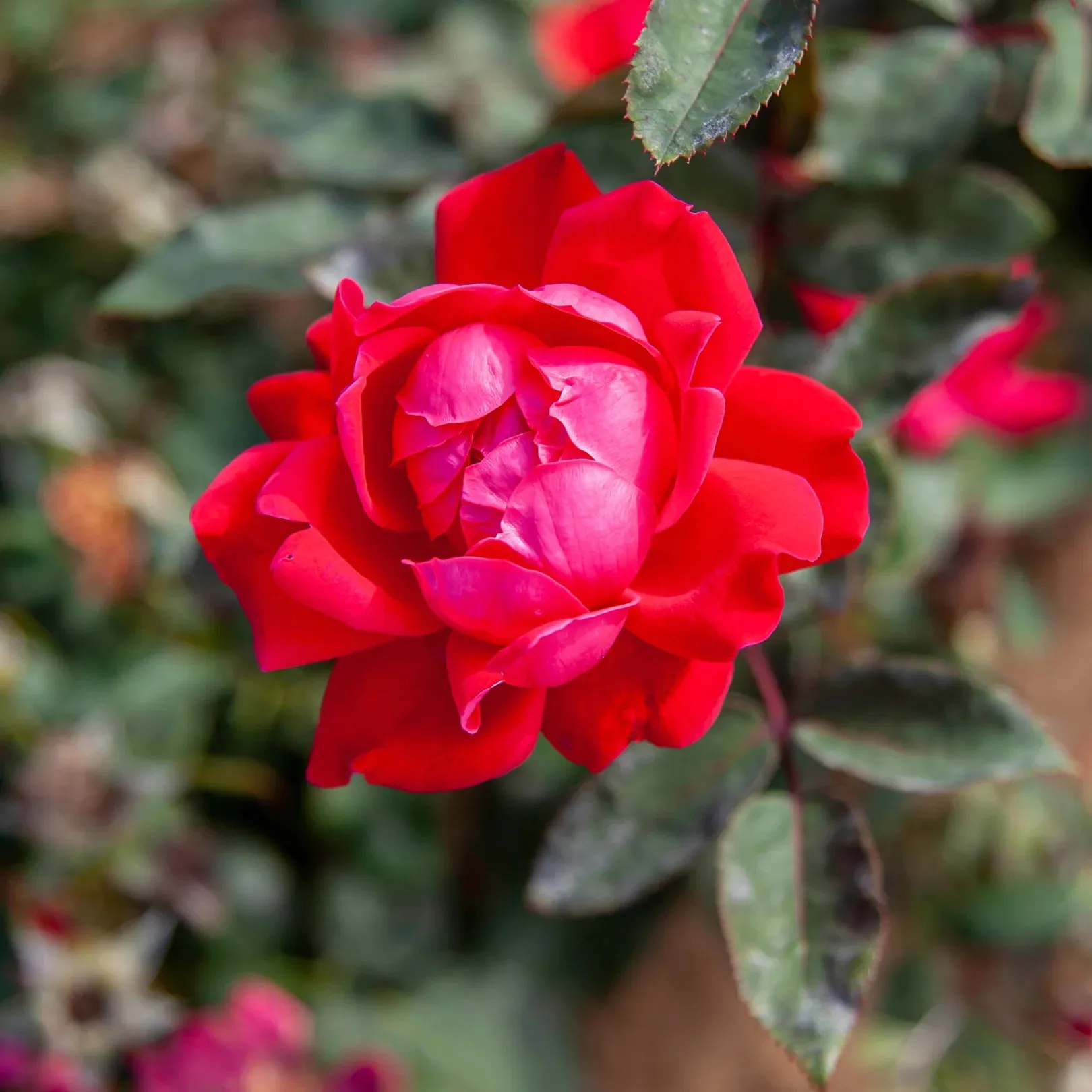 Double Knock Out® Rose Bush