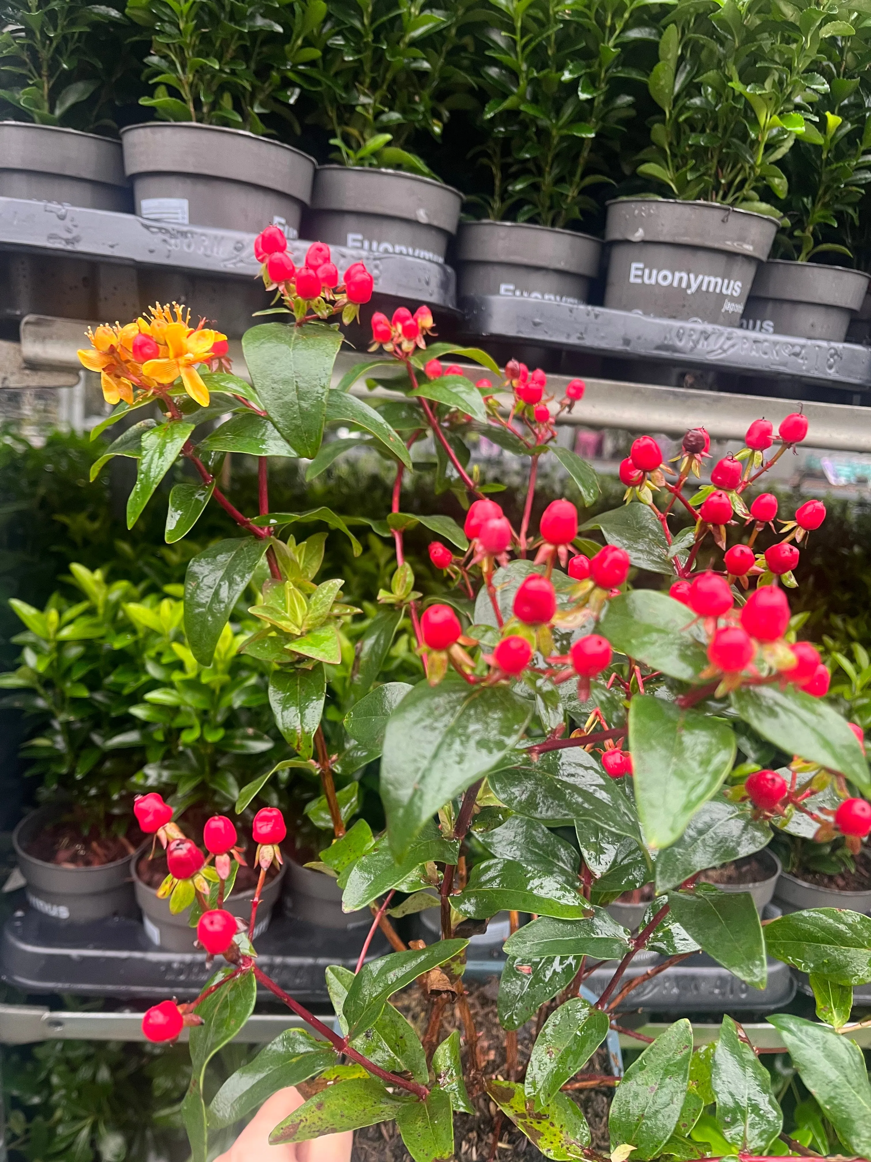 Hypericum 'Miracle Summer' 2L