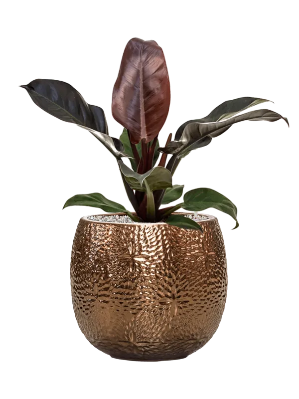 Philodendron `Imperial Red' in Marly Office Plant With Pot 61cm Height 23cm Dia