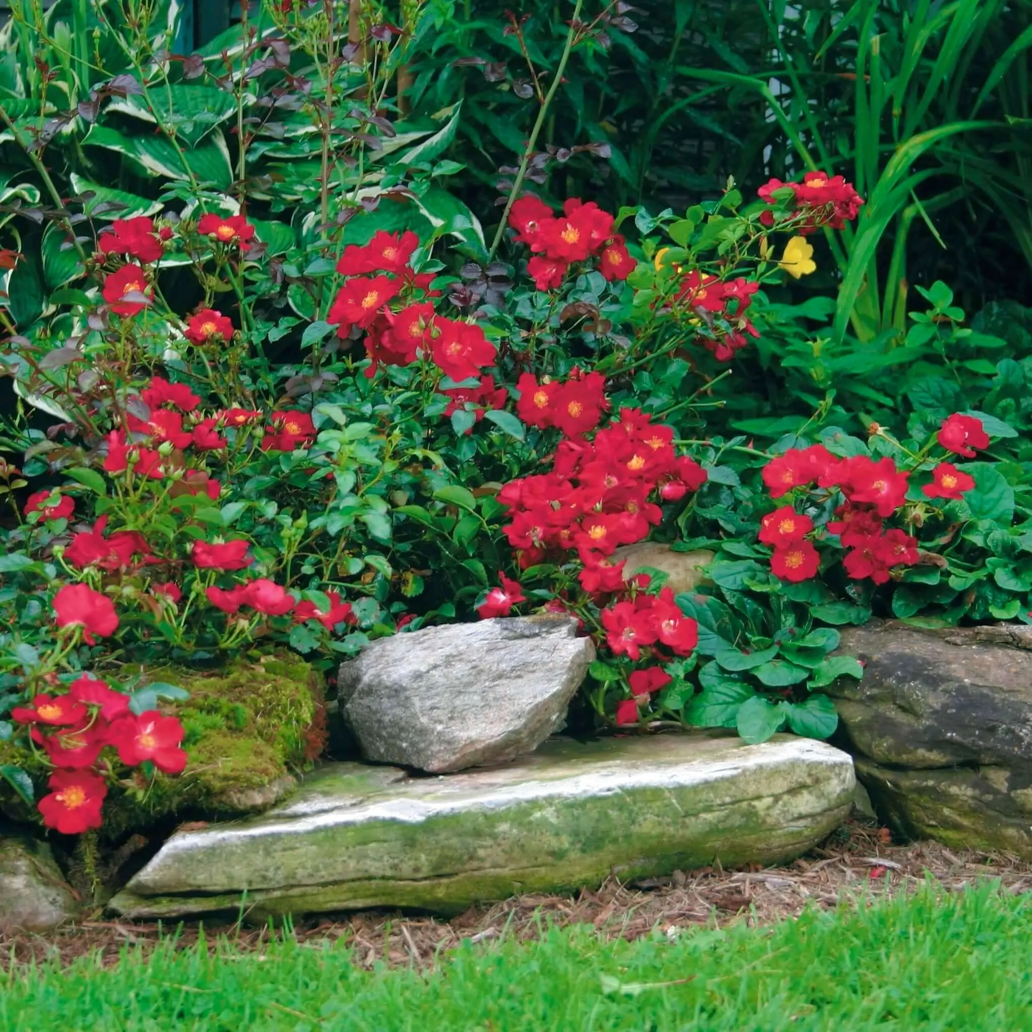 Red Flower Carpet Groundcover Rose