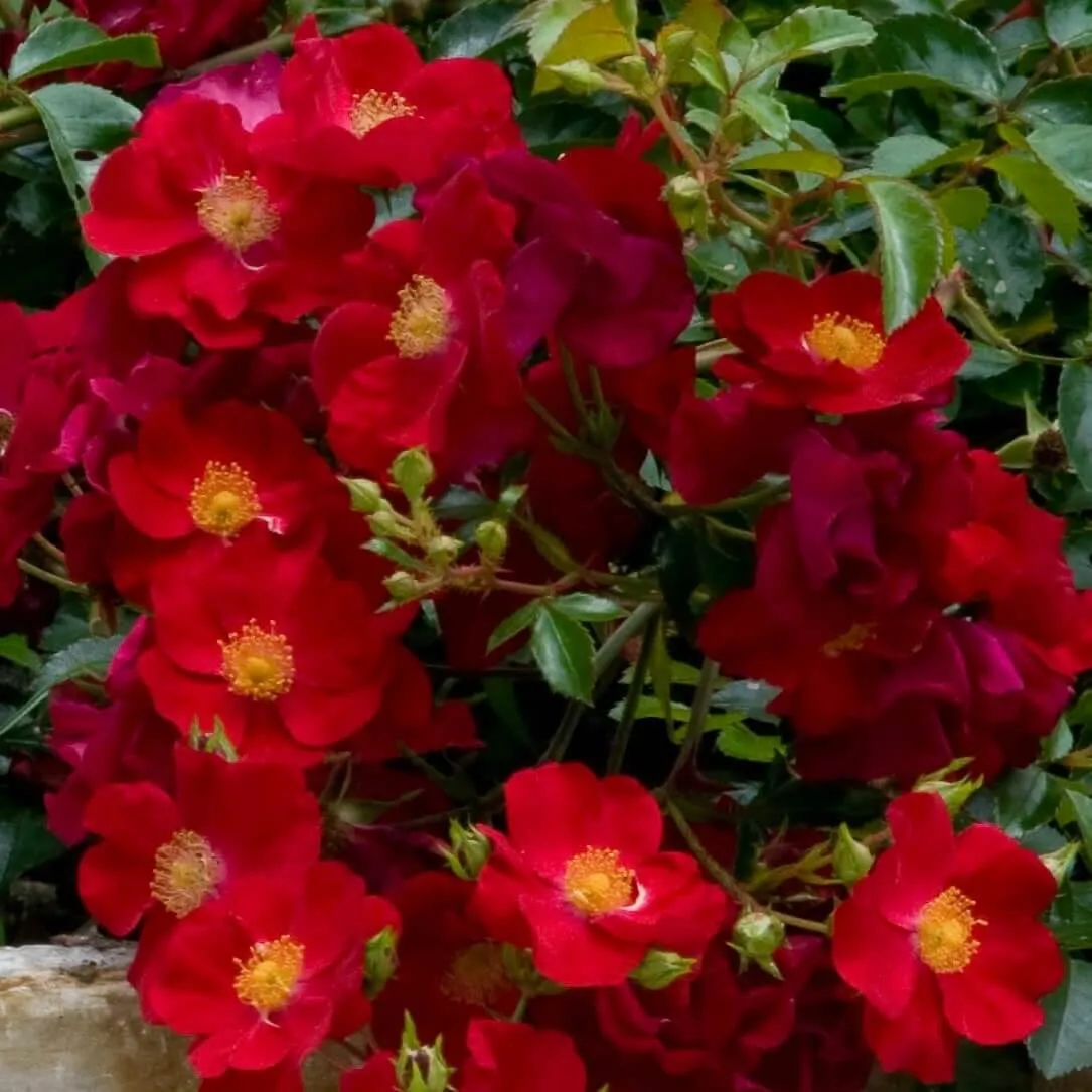 Red Flower Carpet Groundcover Rose