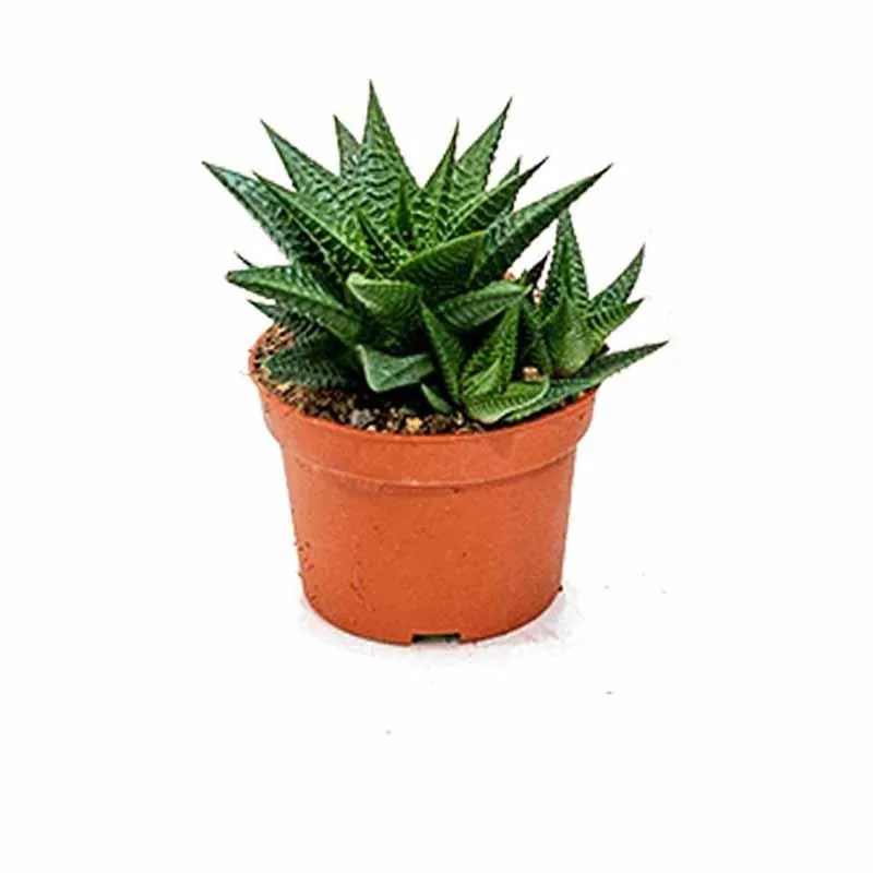 Stunning Haworthia Limifolia Plant - Add Unique Elegance to Your Home Today