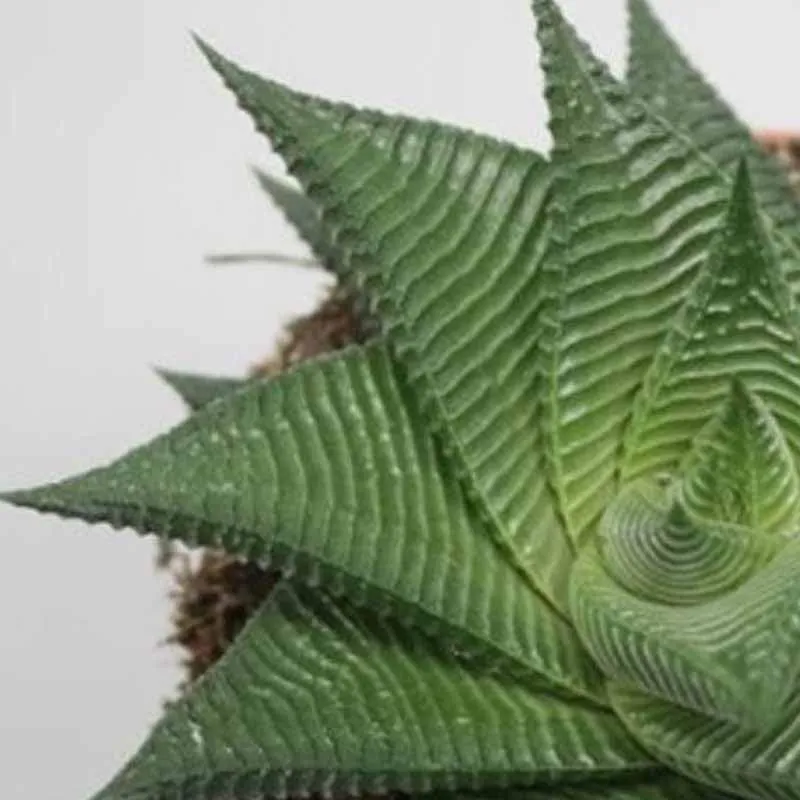 Stunning Haworthia Limifolia Plant - Add Unique Elegance to Your Home Today
