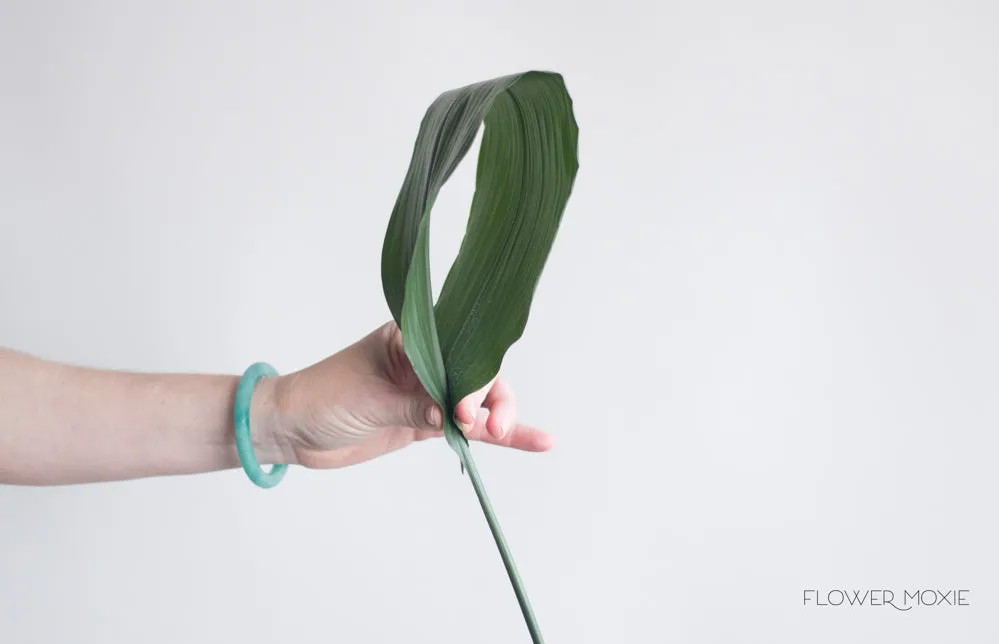 Variegated Aspidistra Leaf Greenery