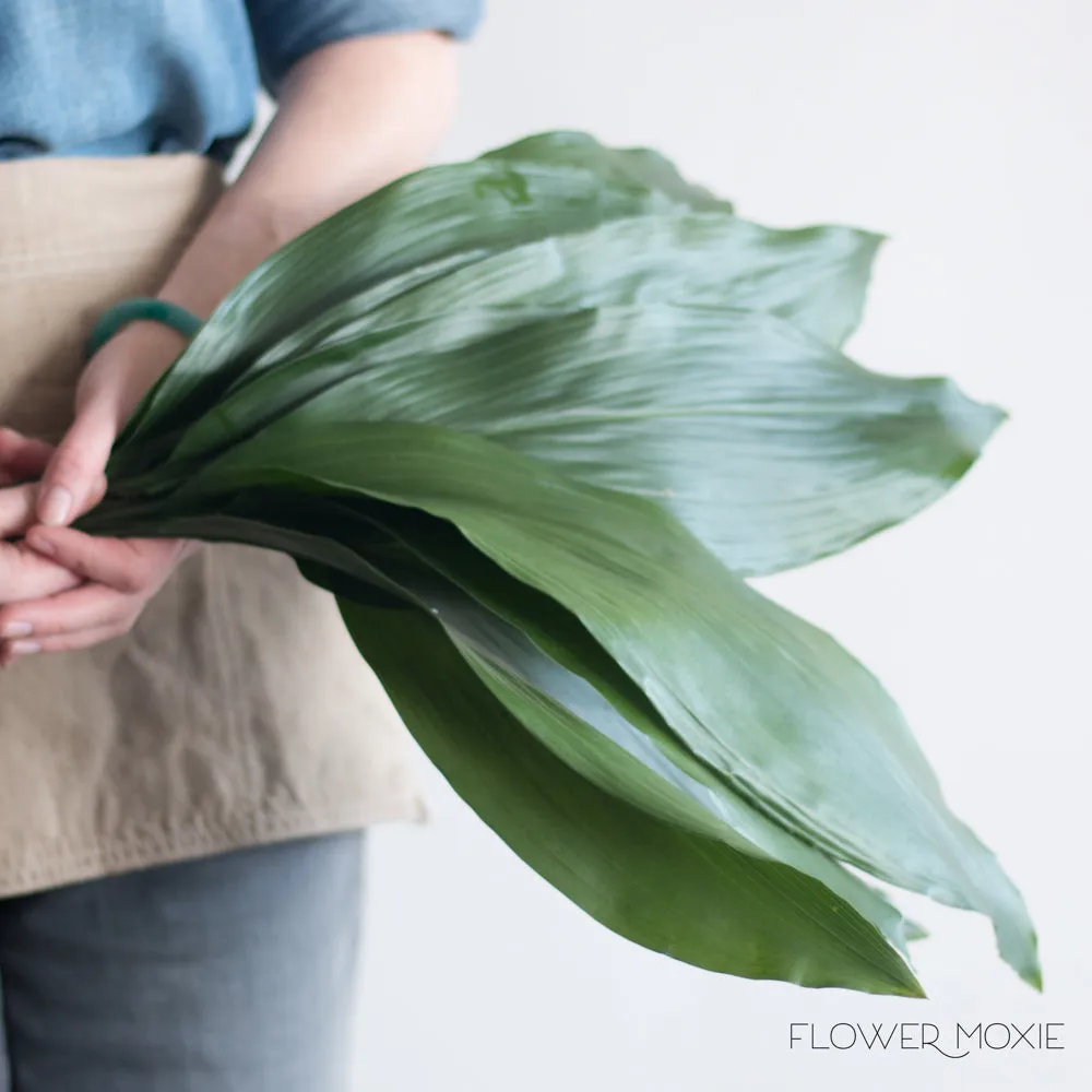 Variegated Aspidistra Leaf Greenery