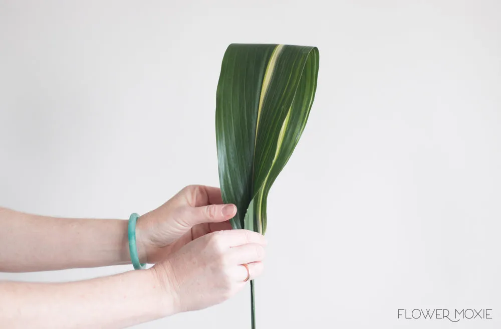 Variegated Aspidistra Leaf Greenery